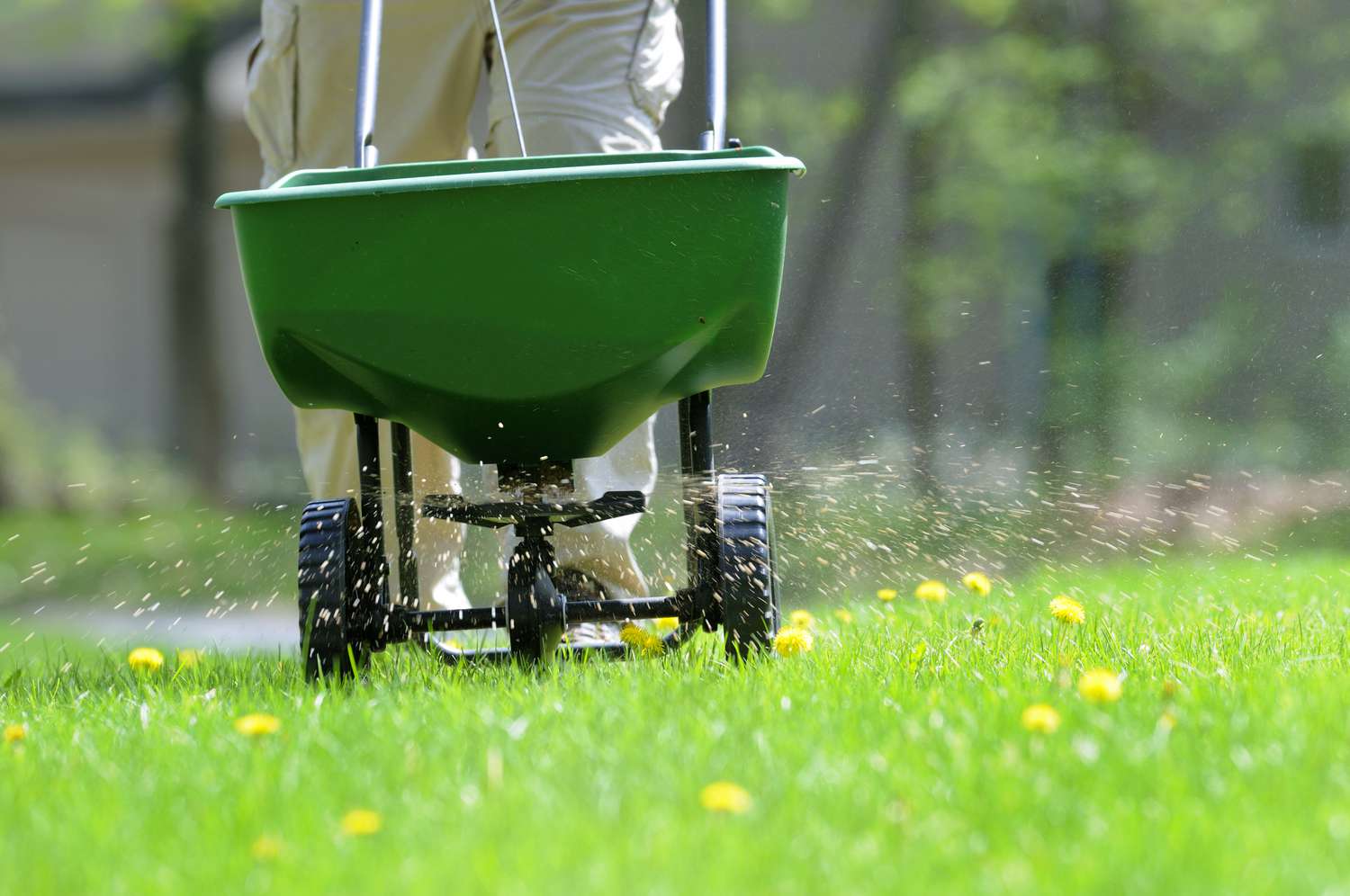 Lawn Health: Fertilization, Aeration & Overseeding