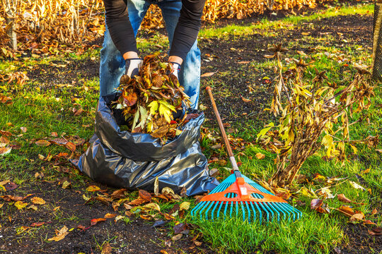 Yard Cleanups & Leaf Removal