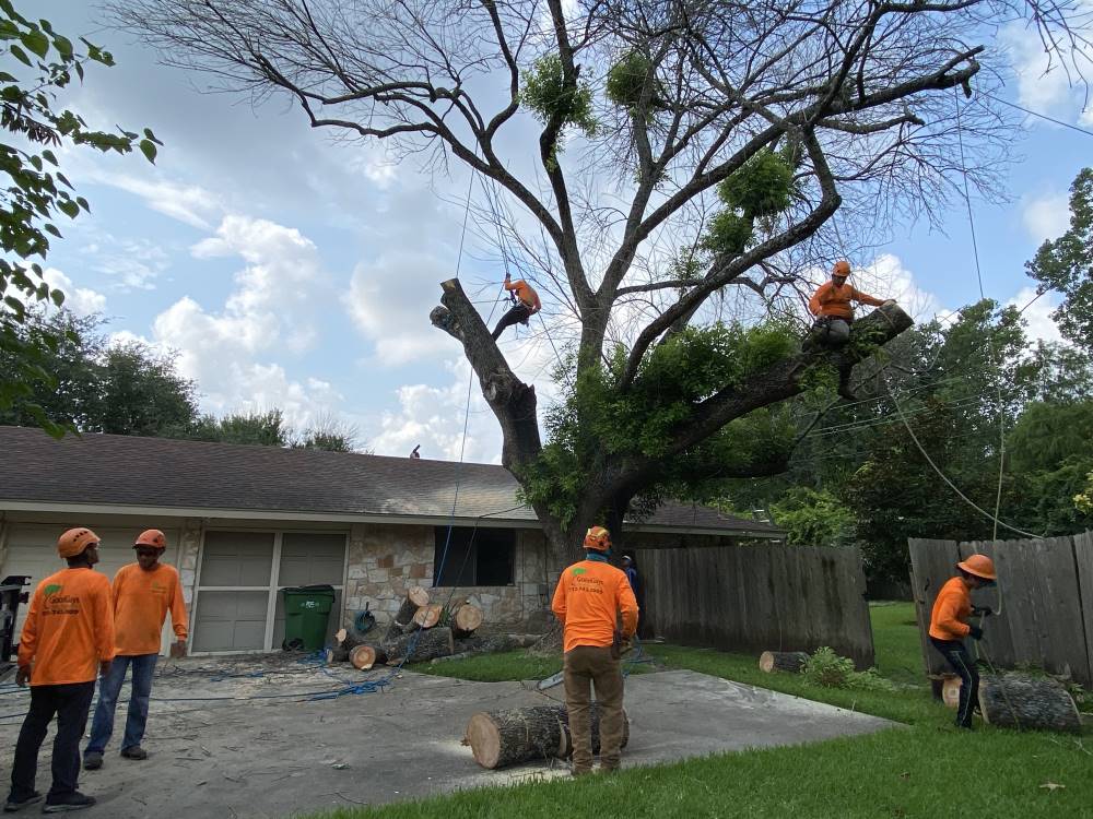 Tree Cutting, Trimming & Removal